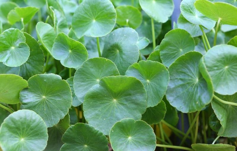 Centella Asiatica